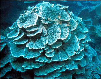 20110307-NOAA  corals1_100.jpg